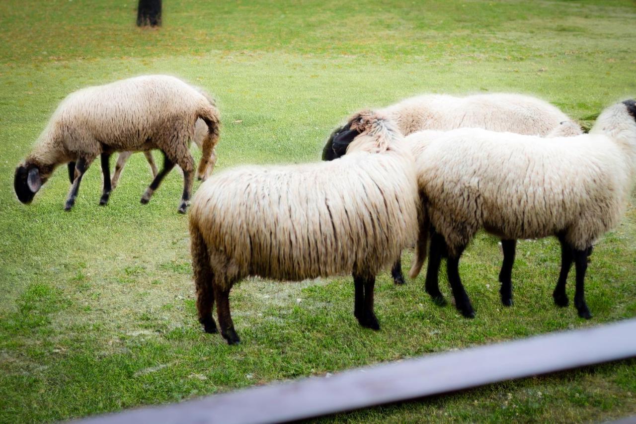 Agropensiunea Darden Baia de Fier Eksteriør billede